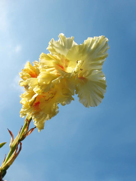 Gladiolus；一個家庭的虹膜