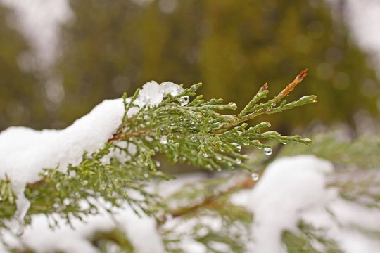 雪枝