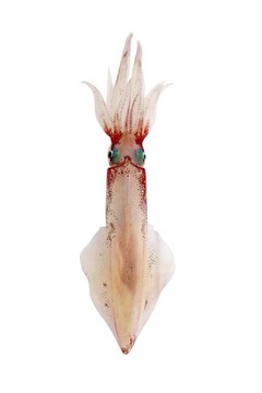 魷魚活魷魚海鮮