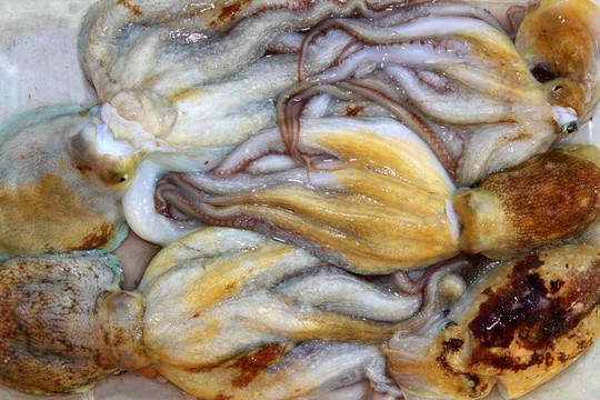 章魚和烏賊模式捕撈