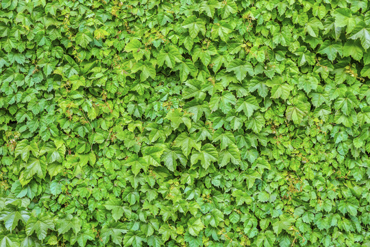 綠色植物墻