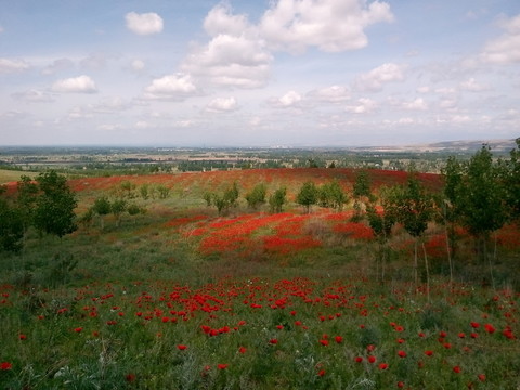 天山紅花