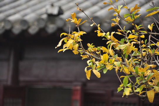 雞鳴寺