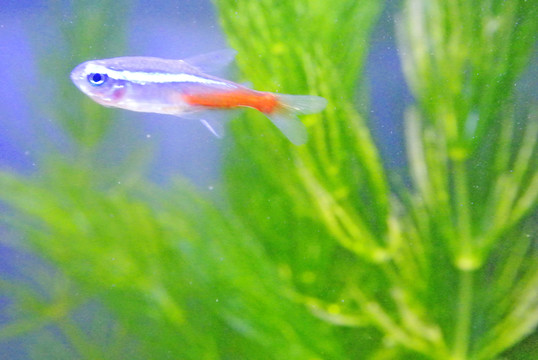 紅綠燈魚 魚缸 觀賞魚