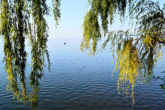 邛海 柳絮