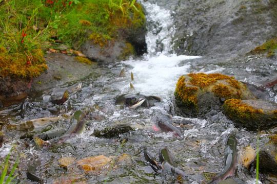 駝背大馬哈魚(yú)（Oncorhynchus gorbuscha）