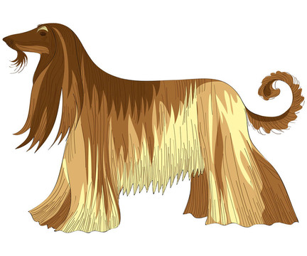 狗阿富汗獵犬品種