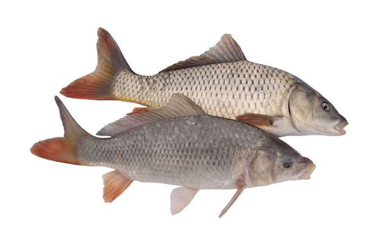 鯉魚