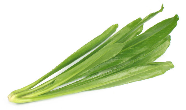 長的香菜葉