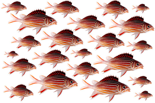 魚