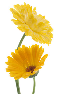 金盞花