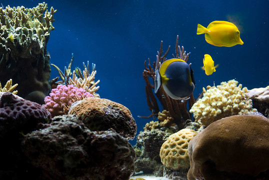 魚類和珊瑚的水族館