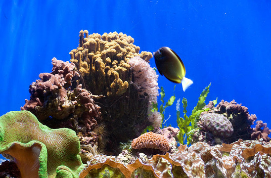 魚類和珊瑚的水族館