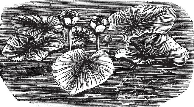 黃色的睡蓮或Nuphar lutea；復(fù)古刻插圖。trousset百科全書（1886 - 1891）