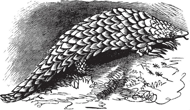 中國(guó)穿山甲、穿山甲復(fù)古雕刻