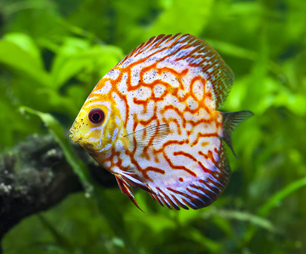 鴿血七彩神仙魚