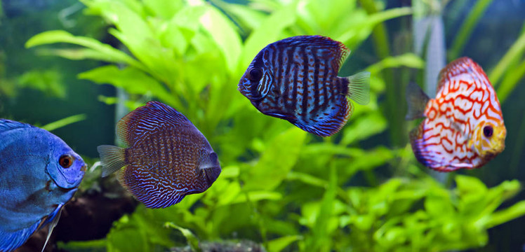 鐵餅魚(yú)