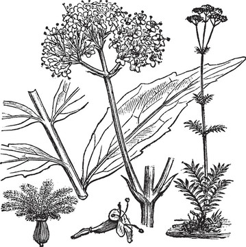 花園纈草或Valeriana厚樸；復(fù)古雕刻