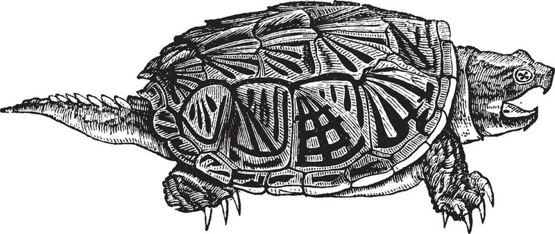 鱷龜（Chelydra serpentina）；復(fù)古雕刻。