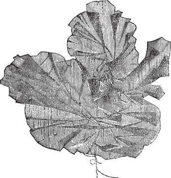 青海苔或石latissima復古雕刻；