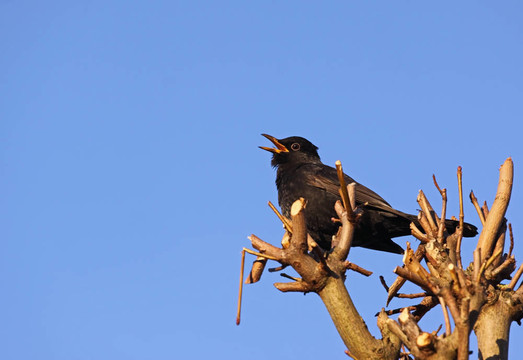 歌唱的黑鳥(niǎo)