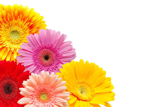 Gerber的花