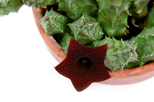 五角星花盛開