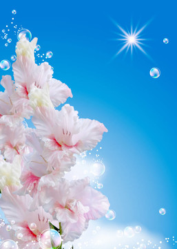 Gladiolus對著天空