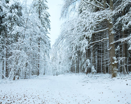 第一場冬天的雪和最后的秋天樹葉在森林里