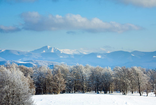 第一次冬季雪和高山山毛櫸森林