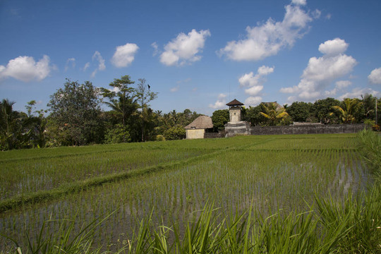 稻田和农舍；巴厘