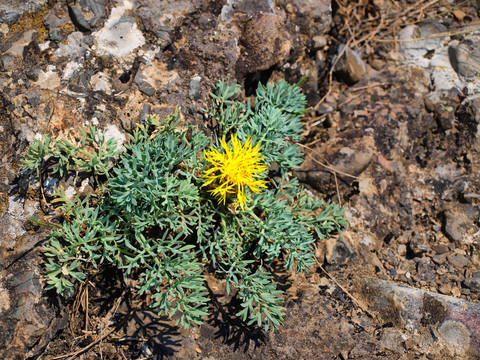 黃山花