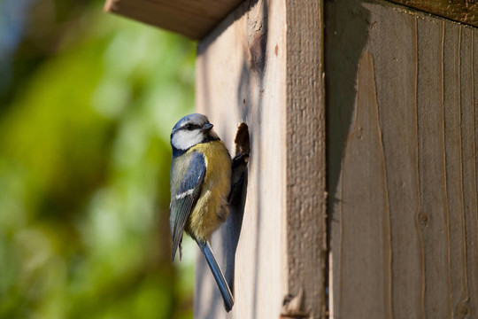 藍(lán)山雀的巢箱（Cyanistes caeruleus）