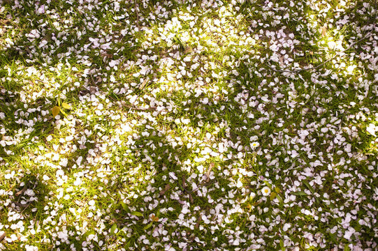 櫻花