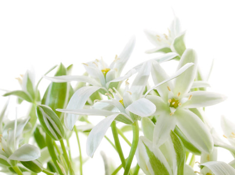 Flowers。