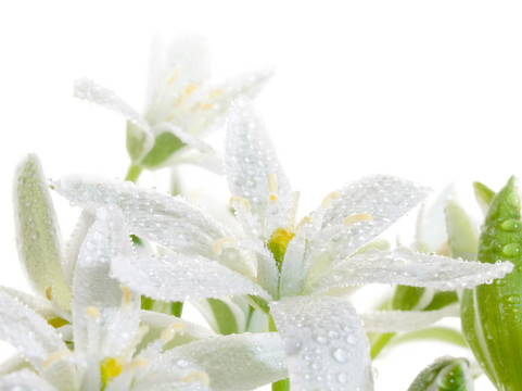 Flowers。