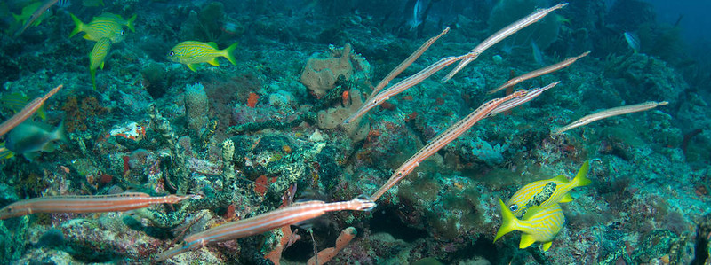在佛羅里達州東南部的珊瑚礁Trumpetfish。