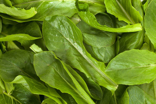 涼拌菠菜