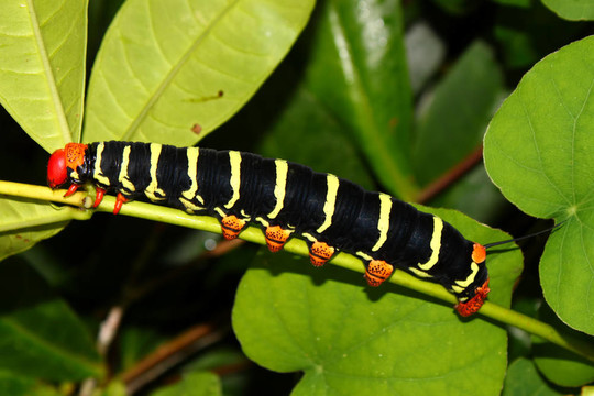tetrio獅身人面像（Pseudosphinx tetrio）