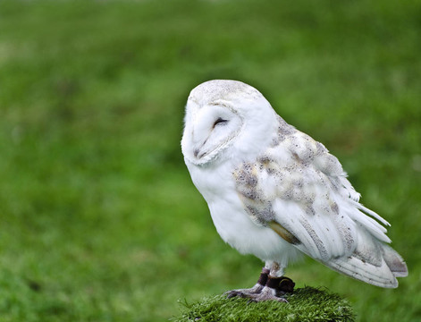 倉鸮鳥狩獵顯示獵物