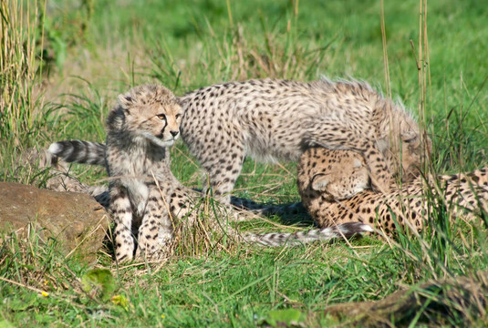 Cheetah的家人