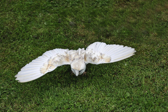 倉鸮鳥狩獵顯示獵物