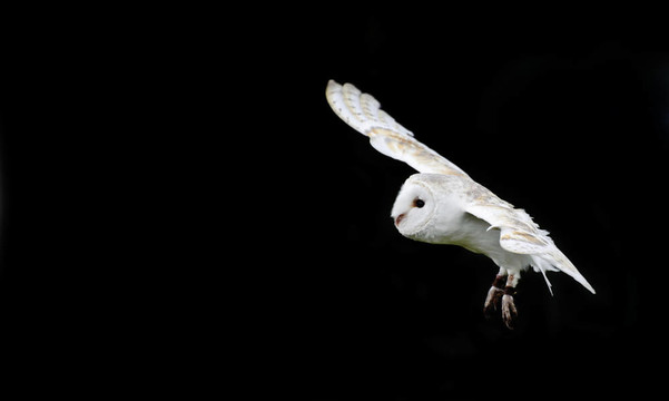 倉(cāng)鸮鳥狩獵顯示獵物