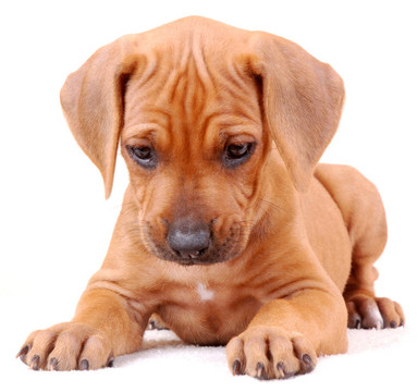 羅得西亞脊背犬分離