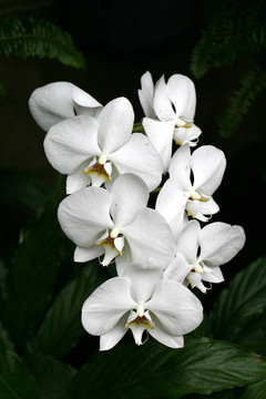 蘭花
