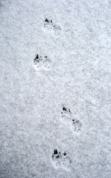 狗在雪地上追蹤