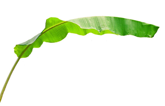 香蕉葉
