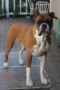 拳師犬