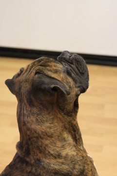 拳師犬