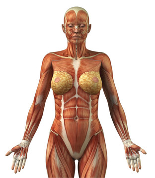 女性額葉肌肉系統(tǒng)的解剖